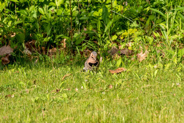 The northern flicker (Colaptes auratus) collect food in the meadow