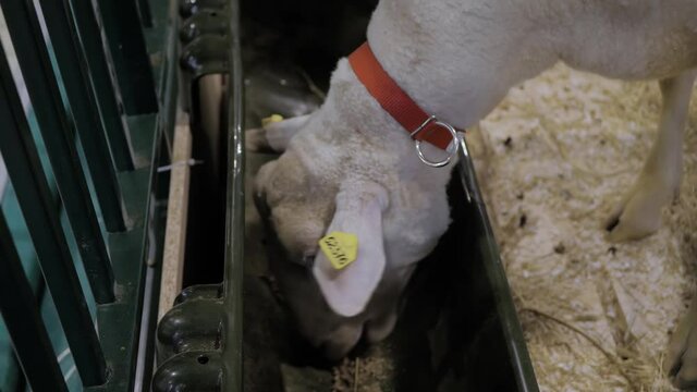 Portrait of white sheep eating compound feed from feedlot at agricultural animal exhibition, small cattle trade show. Farming, feeding, agriculture industry, livestock and animal husbandry concept