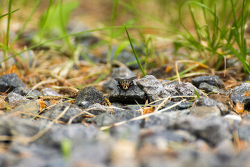 the fly sits on stones among the grasses