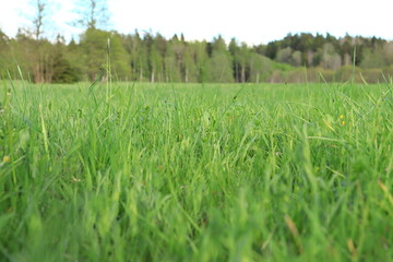 Blurry grass and background. All green. Plenty of room for copy space. Stockholm, Sweden, Europe..