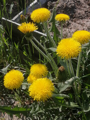dandelions in the grass