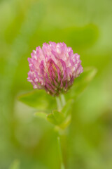 Red Clover Blooming