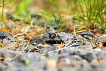 the fly sits on stones among the grasses