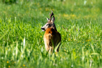 Roe deer at meadow eating grass
