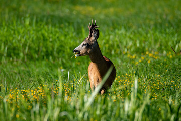 Roe deer at meadow eating grass