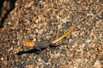 Male agama on a rock