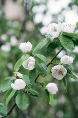 Raindrops on the branches of a blossoming quince tree