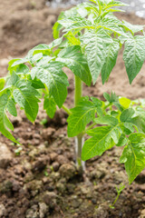 Tomato seedlings grow in the garden in the summer in a greenhouse