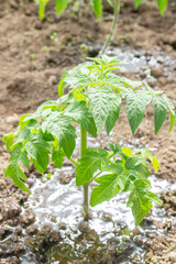 Tomato seedlings grow in the garden in the summer in a greenhouse