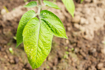 Tomato seedlings grow in the garden in the summer in a greenhouse