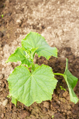 Cucumber seedlings grow in the garden in the summer in the greenhouse