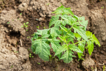 Tomato seedlings grow in the garden in the summer in a greenhouse