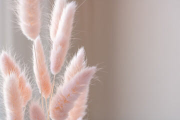 Pink fluffy bunny tail grass against the wall in backlights  with copy space for your text.