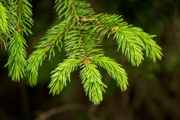 green twigs of spruce on the background of green nature