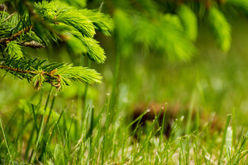 green spruce twigs on a background of green grass © Paulina