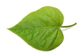 Paulownia tomentosa leaf