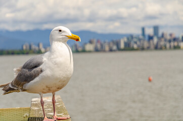 Seagull, seagulls, bird, birds, sea