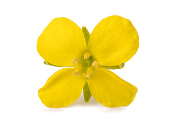 Fototapeta na wymiar Yellow Wallflowers