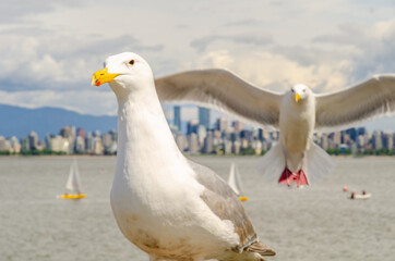 Seagull, seagulls, bird, birds, sea