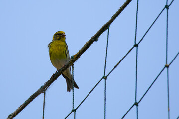 siskin  bird sitting on the volleyball net
