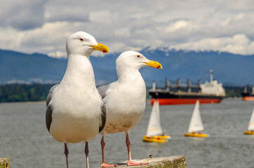 Seagull, seagulls, bird, birds, sea