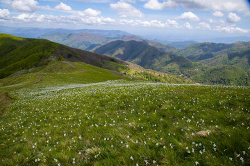 Fototapeta na wymiar daffodils flowering in Monte Croce, Apuan Alps in Italy