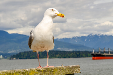 Seagull, seagulls, bird, birds, sea