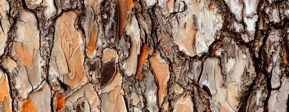 rustic wood bark texture background panoramic. Pine tree texture abstract backdrop. 