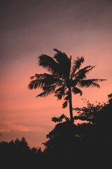Palm tree with red sky during sunset