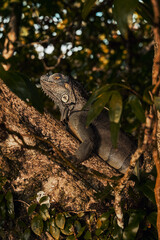Iguane vert Costa rica