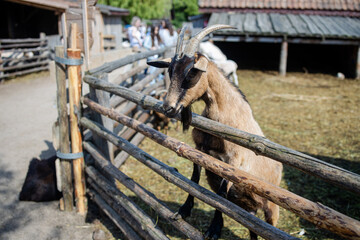 Koza w zagrodzie © Lukasz