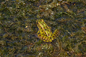The northern leopard frog is native North American animal. It is the state amphibian of Minnesota and Vermont.