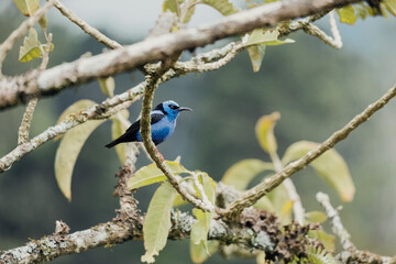 Bird Costa Rica