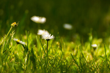 little white daisies on a green meadow - obrazy, fototapety, plakaty