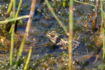 The northern leopard frog is native North American animal. It is the state amphibian of Minnesota and Vermont.