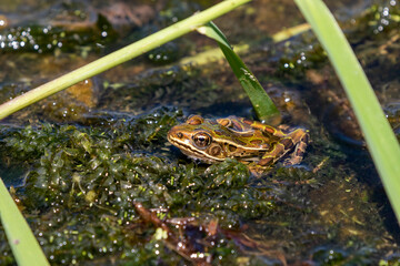 The northern leopard frog is native North American animal. It is the state amphibian of Minnesota and Vermont.