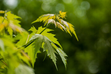 maple leaves on the background of green nature
