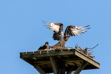 The  western osprey (Pandion haliaetus) during nesting