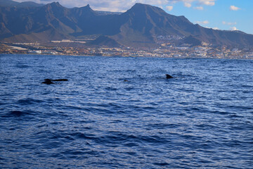two dolphins in the sea
