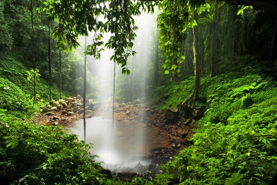 Wonderful Place In Australia. Rain Forest And Waterfall. Crystal Falls In New South Wales