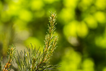 young spring pine shoots growing out of old branches