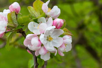 Apple tree flower (Malus domestica)