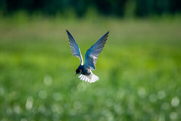 Tern white winged - hunting