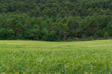 Landscape of a field of green spikes and a forest in the background out of focus