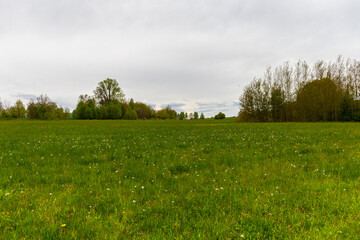 Spring green meadow in the Polish mountains covered with flowers