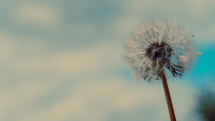 Obraz premium Dandelion against the blue sky and clouds. Dandelion seeds in the summer flowering period. Selective soft focus