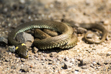 a small grass snake lying on the ground