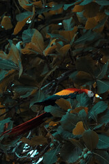 Ara rouge au Costa Ria