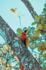 Ara rouge au Costa Ria