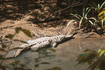 Crocodile au Costa Ria